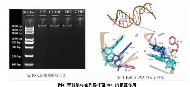 苯乳酸对霍氏肠杆菌生长曲线、细胞凋亡、抑制活性、DNA的影响（三）