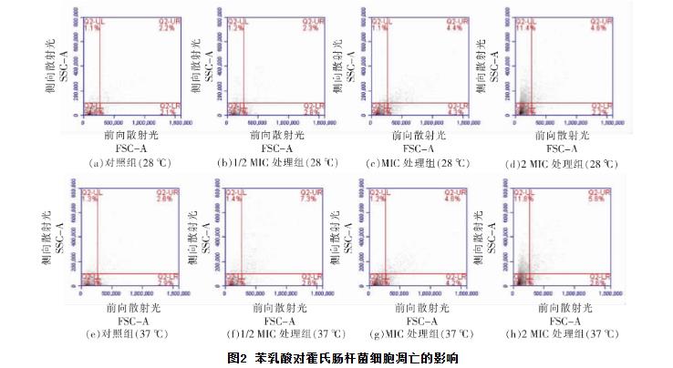 苯乳酸对霍氏肠杆菌生长曲线、细胞凋亡、抑制活性、DNA的影响（二）