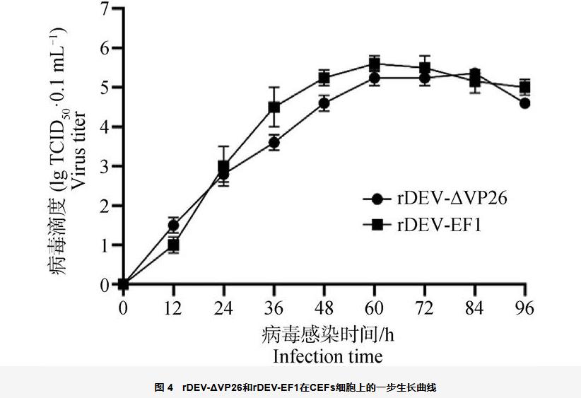 鸭瘟病毒基因缺失株rDEV-ΔVP26生长曲线、蚀斑面积及免疫原性分析（三）