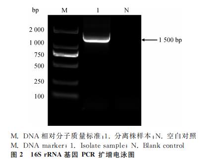 ?梅花鹿源A型产气荚膜梭菌的分离鉴定、测序、毒素型、生化、耐药性分析（二）