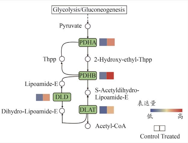 滇黄精水提物促进罗伊氏乳杆菌生长增殖和定植的作用机制（四）