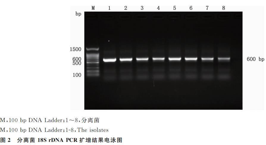 脂肽对蜜蜂球囊菌生长抑制作用及其孢子萌发的影响（二）