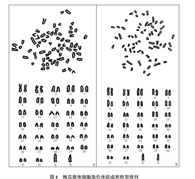 梅花鹿体细胞航天诱变、细胞样品回收培养技术、生长曲线及核型特性（三）