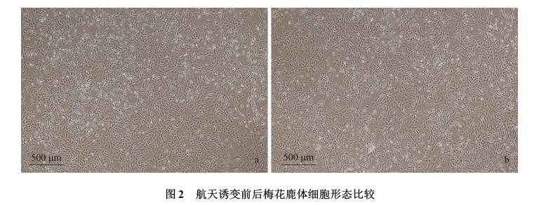 梅花鹿体细胞航天诱变、细胞样品回收培养技术、生长曲线及核型特性（二）
