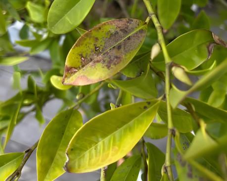 银杏黑斑病和轮纹病病菌生长、产孢试验和孢子萌发试验（一）