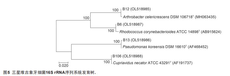 基于可培养技术的古象牙病害微生物分离鉴定与抑菌剂筛选评价（三）