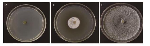 基于生长速率法优化放线菌发酵培养基和发酵条件（三）