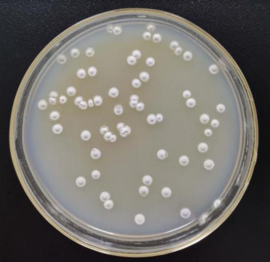 基于生长速率法优化放线菌发酵培养基和发酵条件（一）