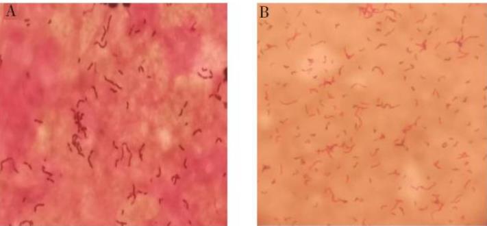 丹毒败血症:猪红斑丹毒丝菌形态、生化特征、鉴定及药敏试验——摘要、材料与方法
