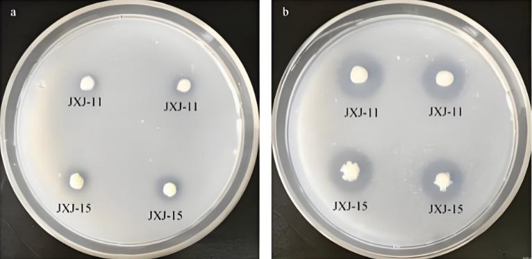 从技术机理到应用实践，农业常用微生物有哪些功能作用？