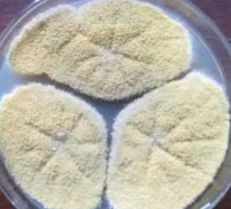 ?微生物农药之绿僵菌（Metarhizium anisopliae）计数及登记