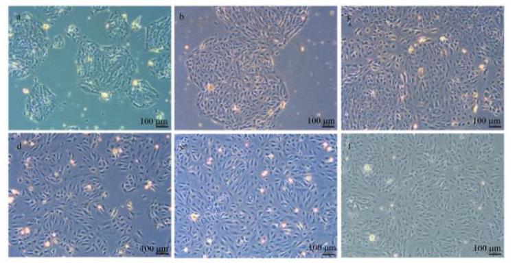 驴乳腺上皮细胞分离、培养及生长曲线绘制（一）