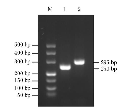驴乳腺上皮细胞分离、培养及生长曲线绘制（三）