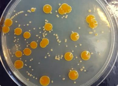 微生物界高盐环境适应机制、策略（案例一）