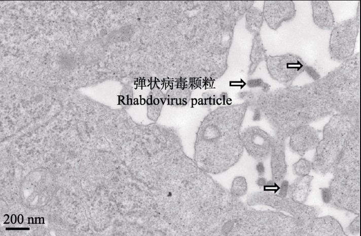 草鱼性腺细胞系生长曲线测定及对鲤春病毒血症病毒敏感性研究（三）