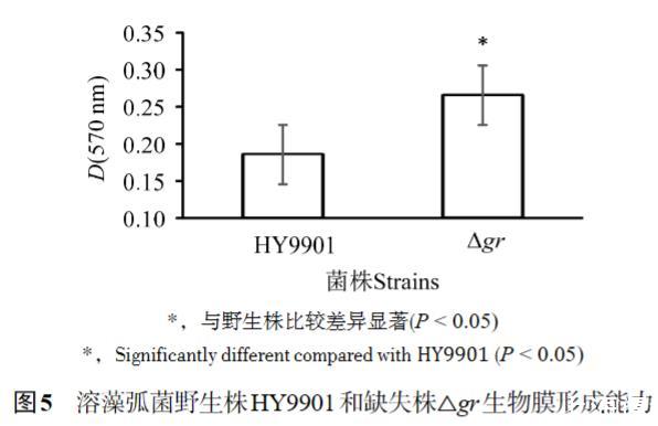 GR基因缺失对溶藻弧菌生物学特性及抗生素敏感性的影响（三）