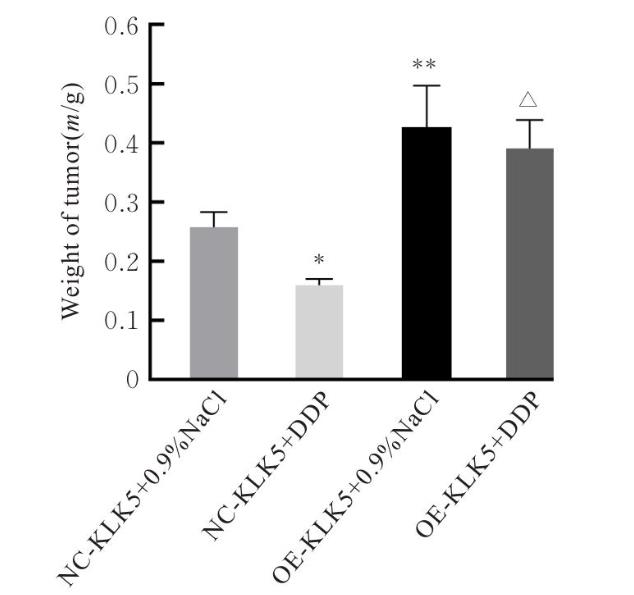 ?KLK5过表达促进宫颈癌移植瘤生长曲线并降低顺铂化疗敏感性的实验研究（三）