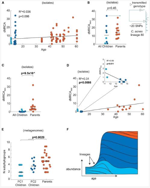 从儿童到成人：面部皮肤菌群成熟过程中的菌株建立与稳定规律（四）