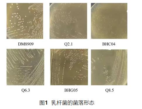 靶向妇科炎症：两株阴道乳杆菌的筛选、抑菌机制与益生潜力分析
