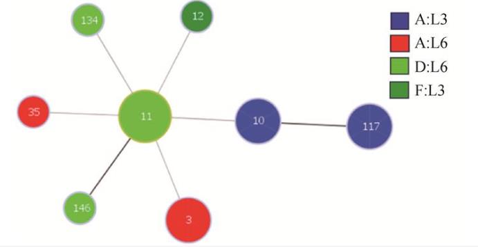 多杀性巴氏杆菌分离鉴定、分型、药敏试验及小鼠致病性试验（三）