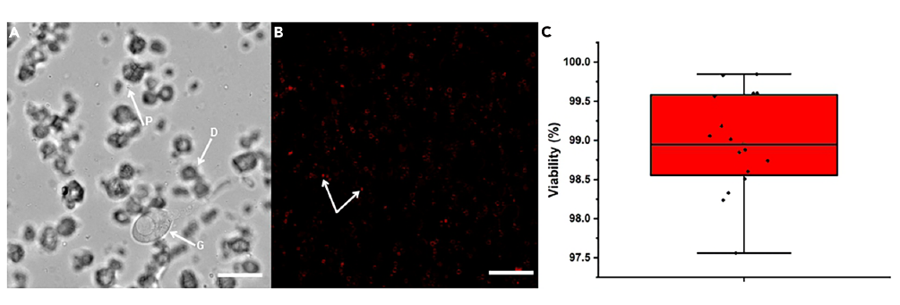 从菌丝到细胞：切叶蚁共生真菌原生质体的可控制备与高精度评估（二）