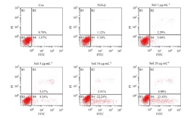 红景天苷对人肺腺癌细胞的上皮-间质转化的影响及作用机制（二）
