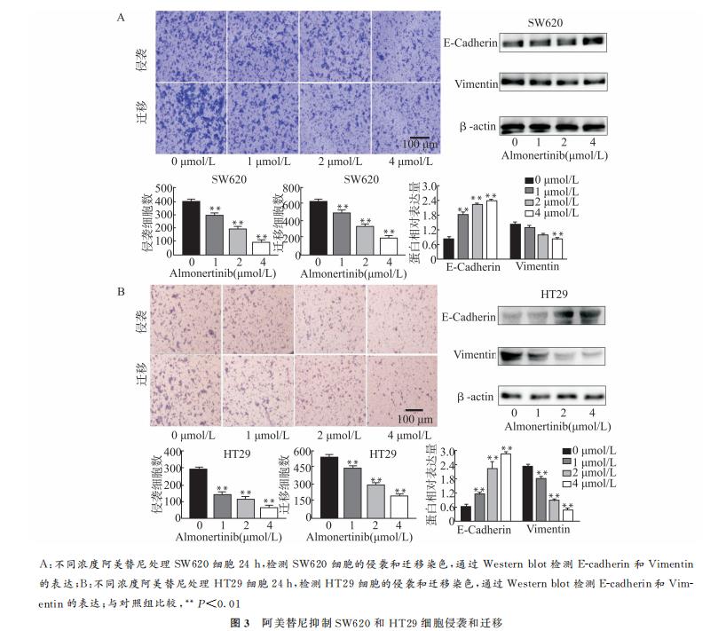 阿美替尼对结肠癌SW620、HT29细胞增殖、侵袭迁移和凋亡的作用及机制（三）