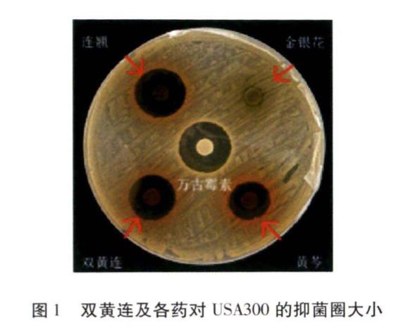 双黄连及各药耐甲氧西林金黄色葡萄球菌生长曲线、毒力因子的影响（一）