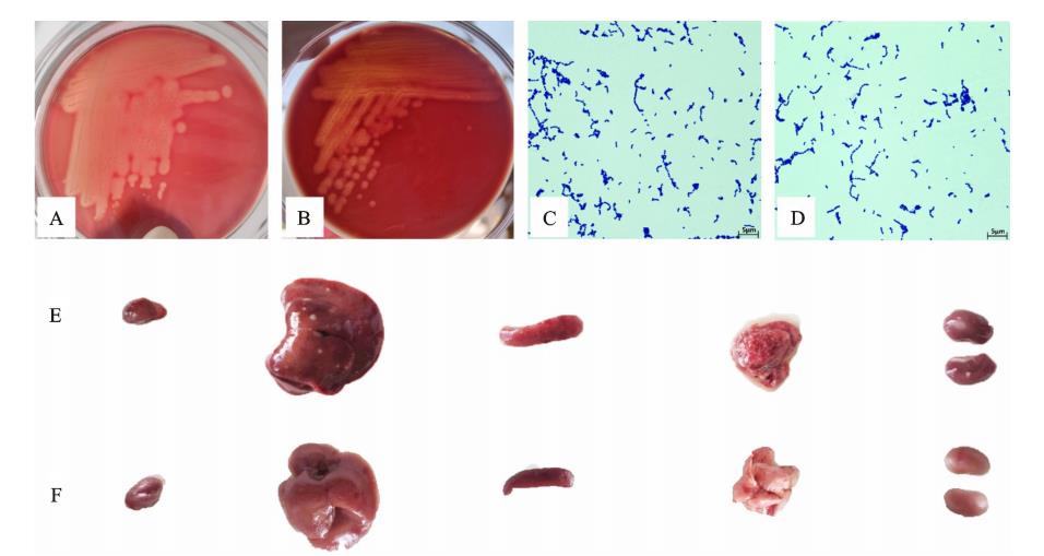 驴源马链球菌马亚种LXY019株的分离鉴定、生长曲线、致病性及耐药性分析（三）