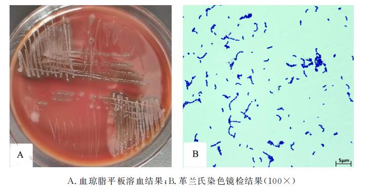 驴源马链球菌马亚种LXY019株的分离鉴定、生长曲线、致病性及耐药性分析（一）
