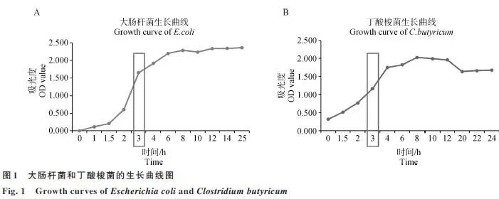 基于生长曲线的大肠杆菌与丁酸梭菌对IPEC-J2细胞线粒体功能影响研究（一）