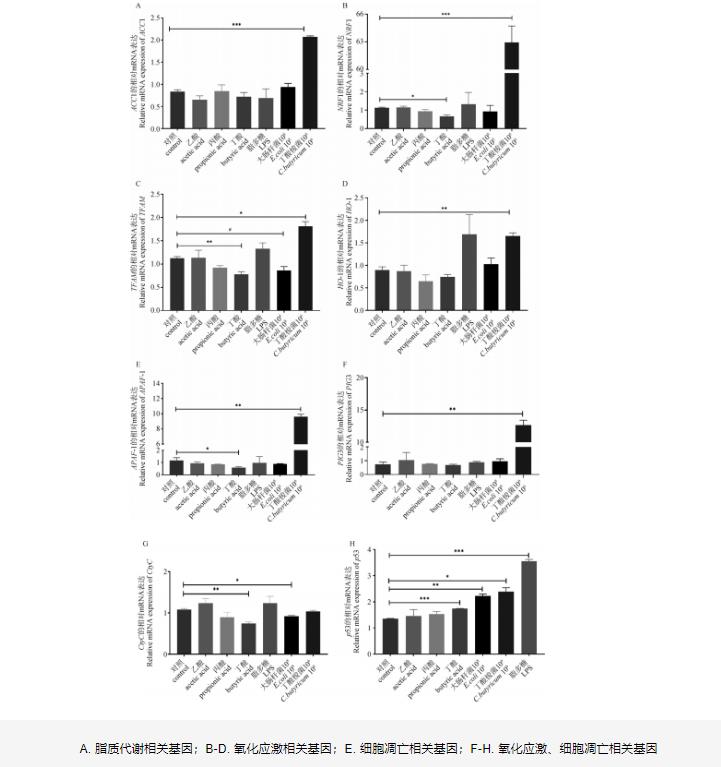 大肠杆菌和丁酸梭菌通过调控线粒体功能影响IPEC-J2细胞代谢与凋亡的机制研究（二）