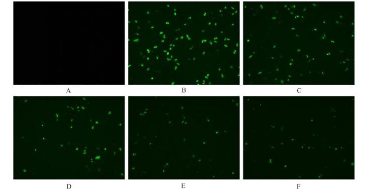 罗伊氏乳杆菌在轮状病毒性腹泻治疗中的潜在应用价值
