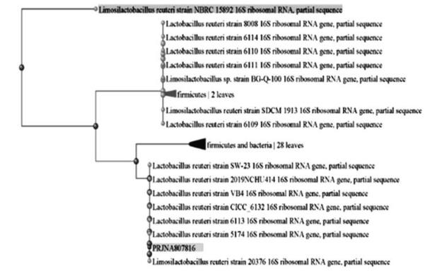 益生菌罗伊氏乳杆菌抑制轮状病毒感染的实验研究