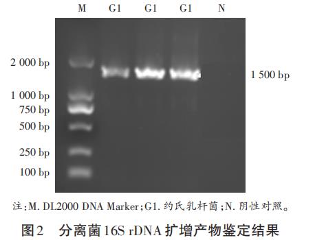 一株潜在益生菌：约氏乳杆菌G1的体外生物学特性评价