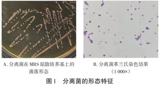 新疆和田黑鸡源约氏乳杆菌G1的分离与分子鉴定
