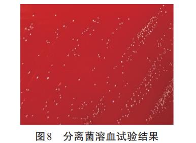 畜禽微生态制剂的优质候选：约氏乳杆菌G1的益生特性与安全谱