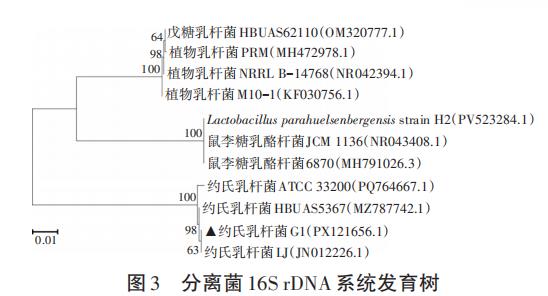 约氏乳杆菌G1无细胞上清液对常见致病菌的抑制效果